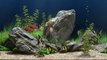 Dream-Aquarium-Virtual-Fishtank