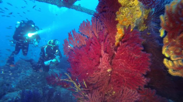 Plongée su l'épave du grec le 5 septembre 2014