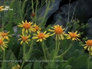 Türkiyenin Endemik Bitkileri