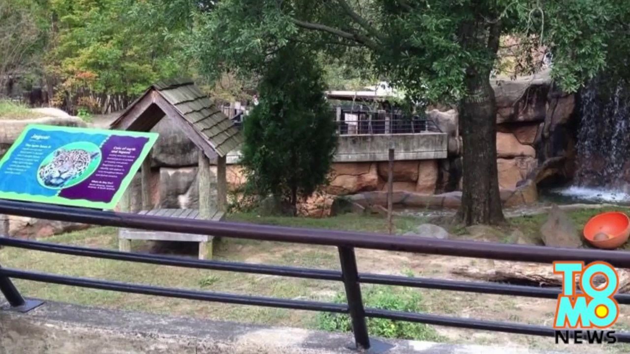 Zoo animals attack - Toddler falls into jaguar pit at Little Rock, Arkansas zoo.
