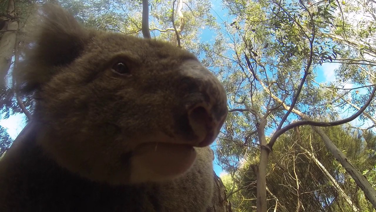 Roadtrip Australia - Bali - New Zealand