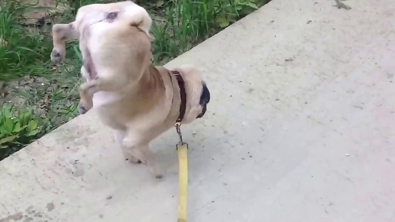 AMAZİNG DOG ! Frankie the pug walking on his front legs!