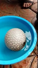 Balon balığı tehlike anında kendisini nasıl korur