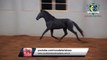 Cavalo Lusitano - Indiana Jones IGS - Coudelaria Lusobrasileira