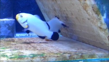 platinum palyaço balığı