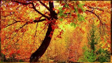 ERDAL ERZİNCAN-NEM KALDI