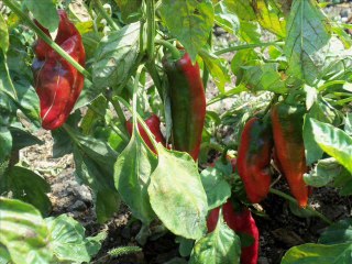 Bakras Kalesi ve Bakras Köyü Tanıtım - (HATAY)