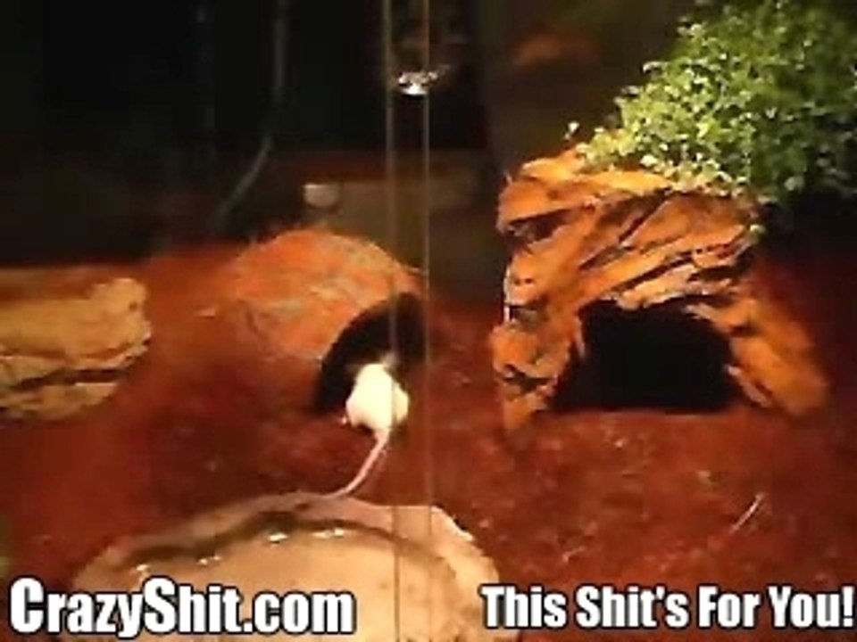 Tarantula Vs. Raton