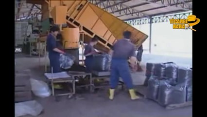 Kültür Mantarı Üretimi