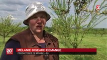 L'Alsace et la Lorraine bientôt unies ?