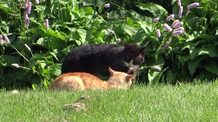 walka kotów o teren