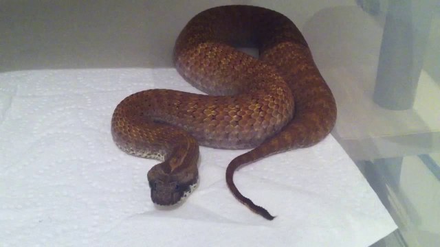 Technique d'attaque d'un serpent mortel : la vipère de la mort!