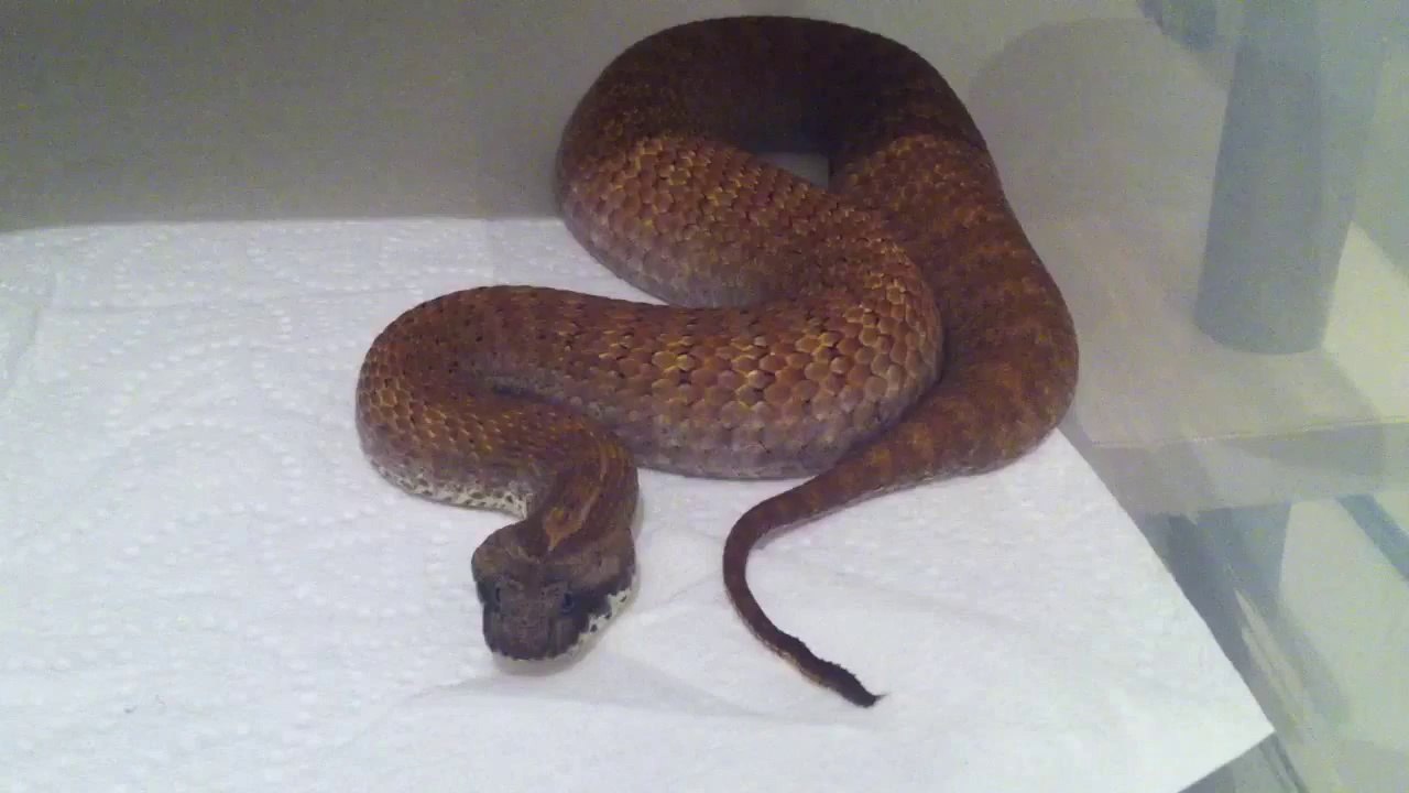 Technique d'attaque d'un serpent mortel : la vipère de la mort!