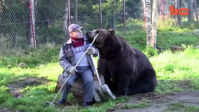 Un homme ami avec les ours! Bear man!