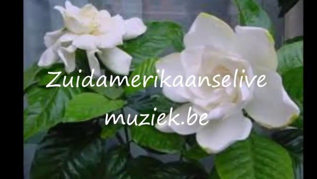 Zuid amerikaanse live muziek.
