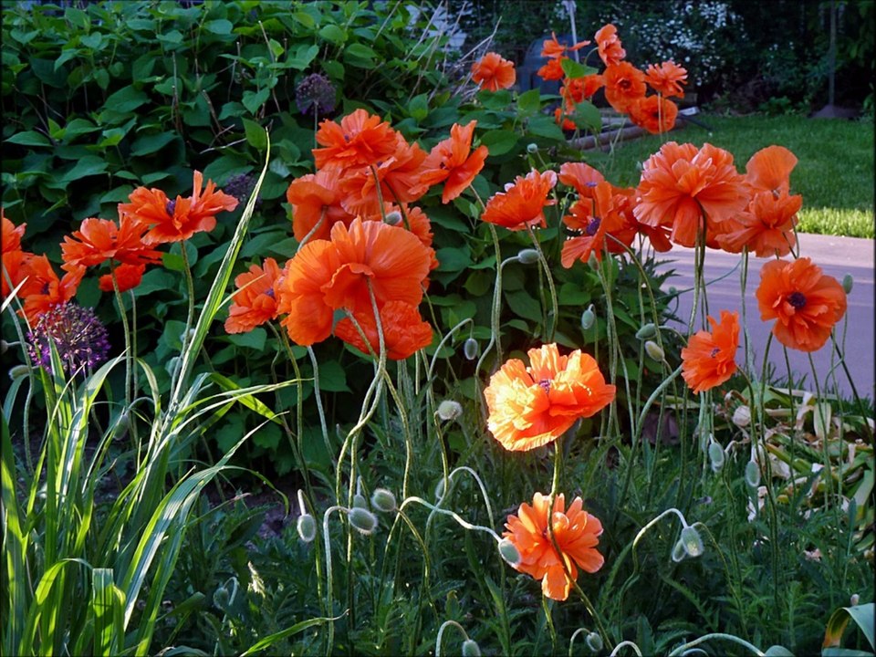 Sigaramın dumanına sarsam / Sezen Aksu