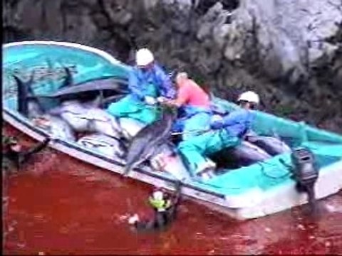 Massacre de baleines par les Japonais