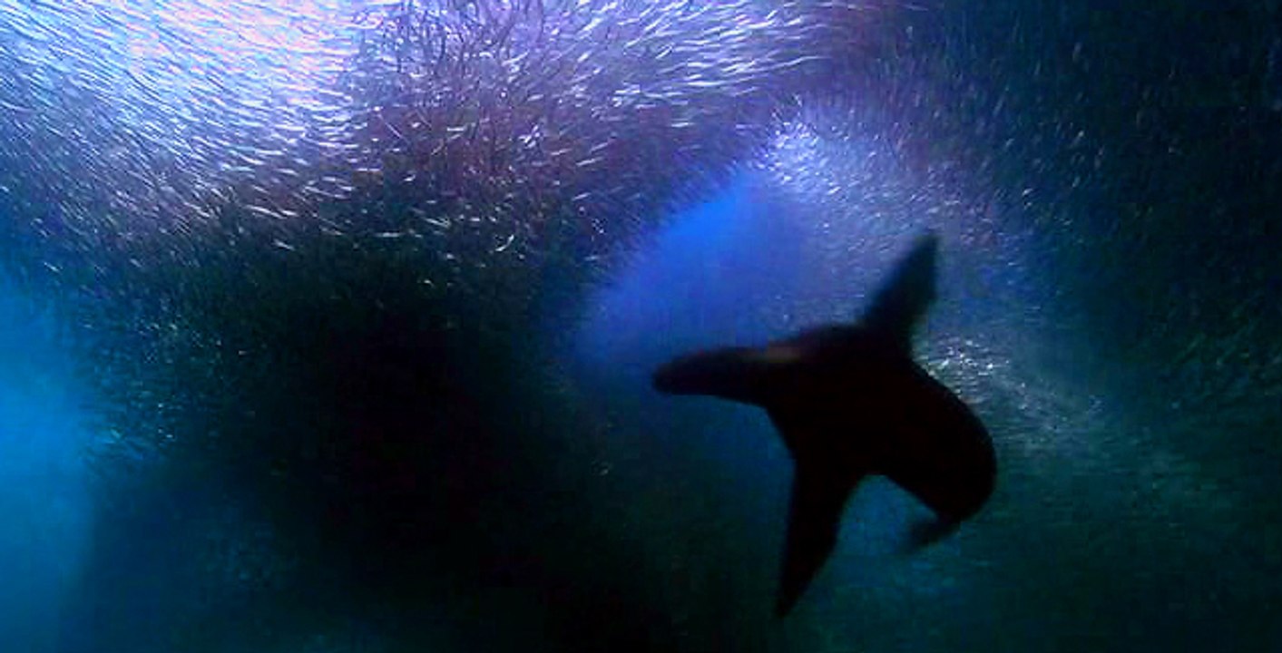 Yunus ve Deniz Aslanı Sürülerinin Balık Ziyafeti