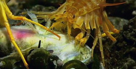 Baykal Gölü'nde Yaşam