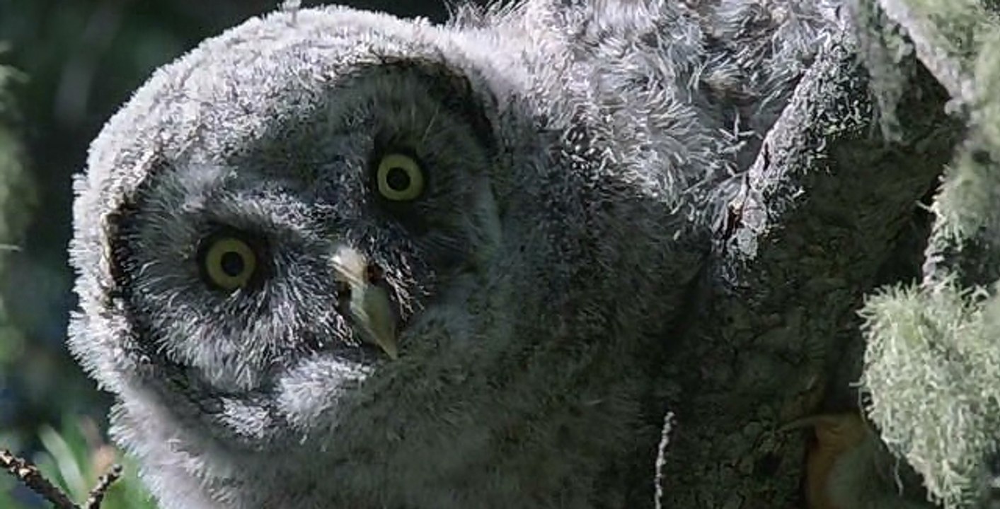 Baykuş Yavrularının İlk Uçuş Denemesi