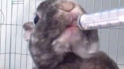 Bunny Licks Lips