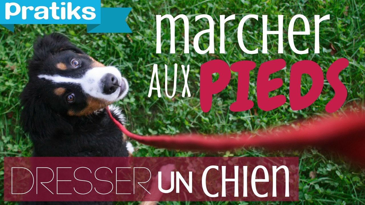 comment apprendre à votre chien le rappel au pied