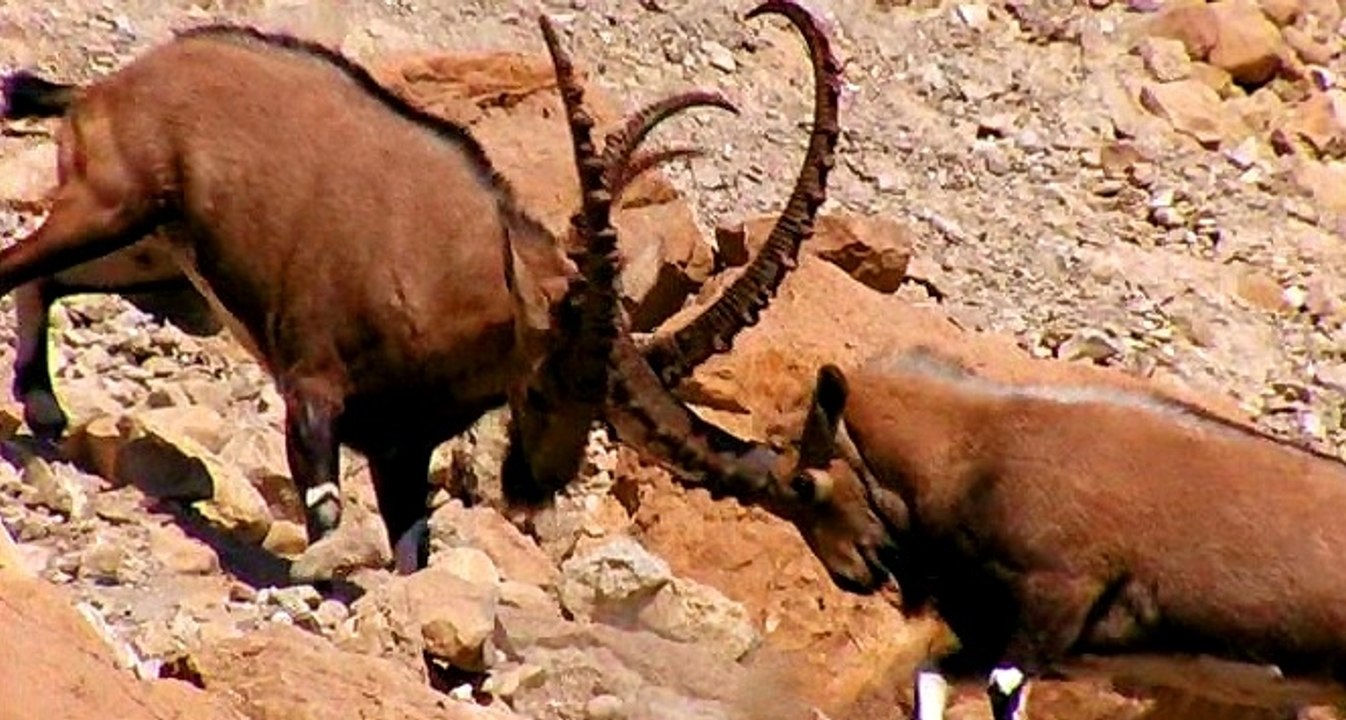 Dağ Keçilerinin Üstünlük Kavgası