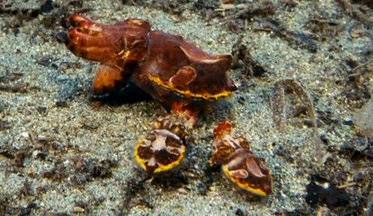 Çiftleşen Mürekkep Balıkları