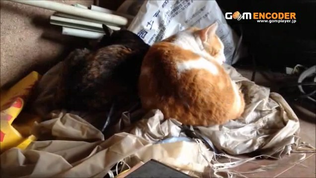 ショート丈 7分袖麻混シャツ無地リネンシャツ シャツ メンズNEAR 評価 評判 感想 画像 写真 動画 レビュー ブログ 口コミ