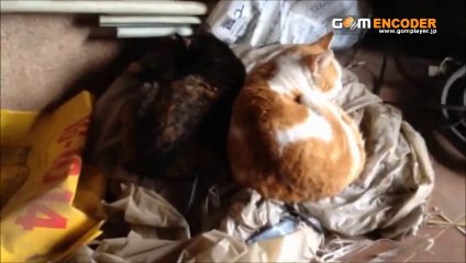 スペルガ SUPERGA スニーカー キャンバス 2750-COTU クラシック 全6色 評価 評判 感想 画像 写真 動画 レビュー ブログ 口コミ