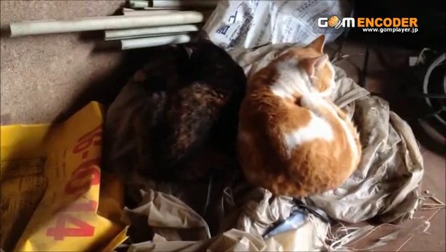 フランネル チェック ネイティブ コンチョ デザイン シャツメンズ　長袖 評価 評判 感想 画像 写真 動画 レビュー ブログ 口コミ