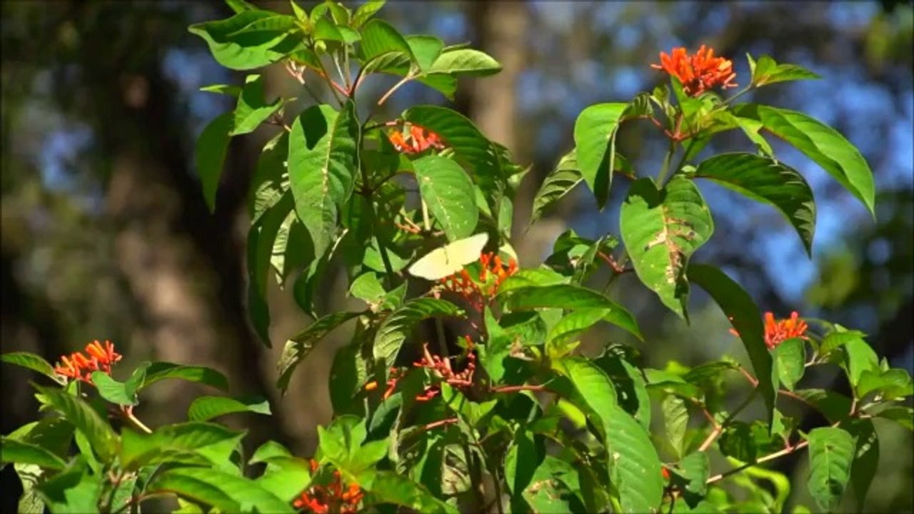 Nathalie Cardone Le Temps Des Fleurs