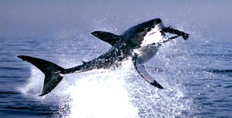 Katil Köpek Balığının Fok Avı