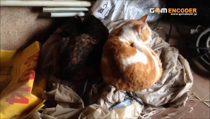 ラルフローレン RALPH LAUREN ビッグポニー ナンバリング ポロシャツ 半袖 ボーイズ 鹿の子 全9色 評価 評判 感想 画像 写真 動画 レビュー ブログ 口コミ