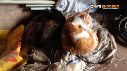 ワンダーコア 【腹筋】 評価 評判 感想 画像 写真 動画 レビュー ブログ 口コミ