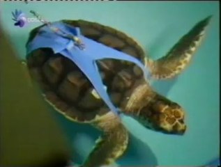 Magnetita: La orientacion de las tortugas