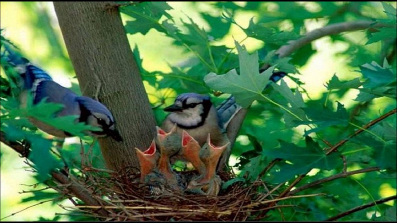 "Etre un oiseau" de Gérard Palès