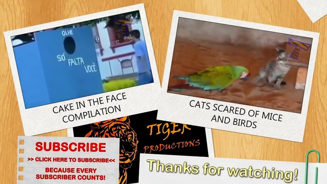 Singing and howling dogs - Funny and cute dog compilation