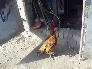 pindi champion aseel rawalpindi.