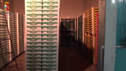 Foggia - Blitz della polizia in un magazzino di ortofrutta (15.03.13)