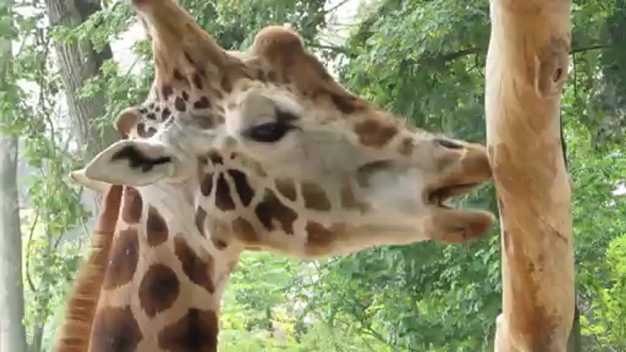 L'extase de la girafe (Pari Daiza 30/5/14)
