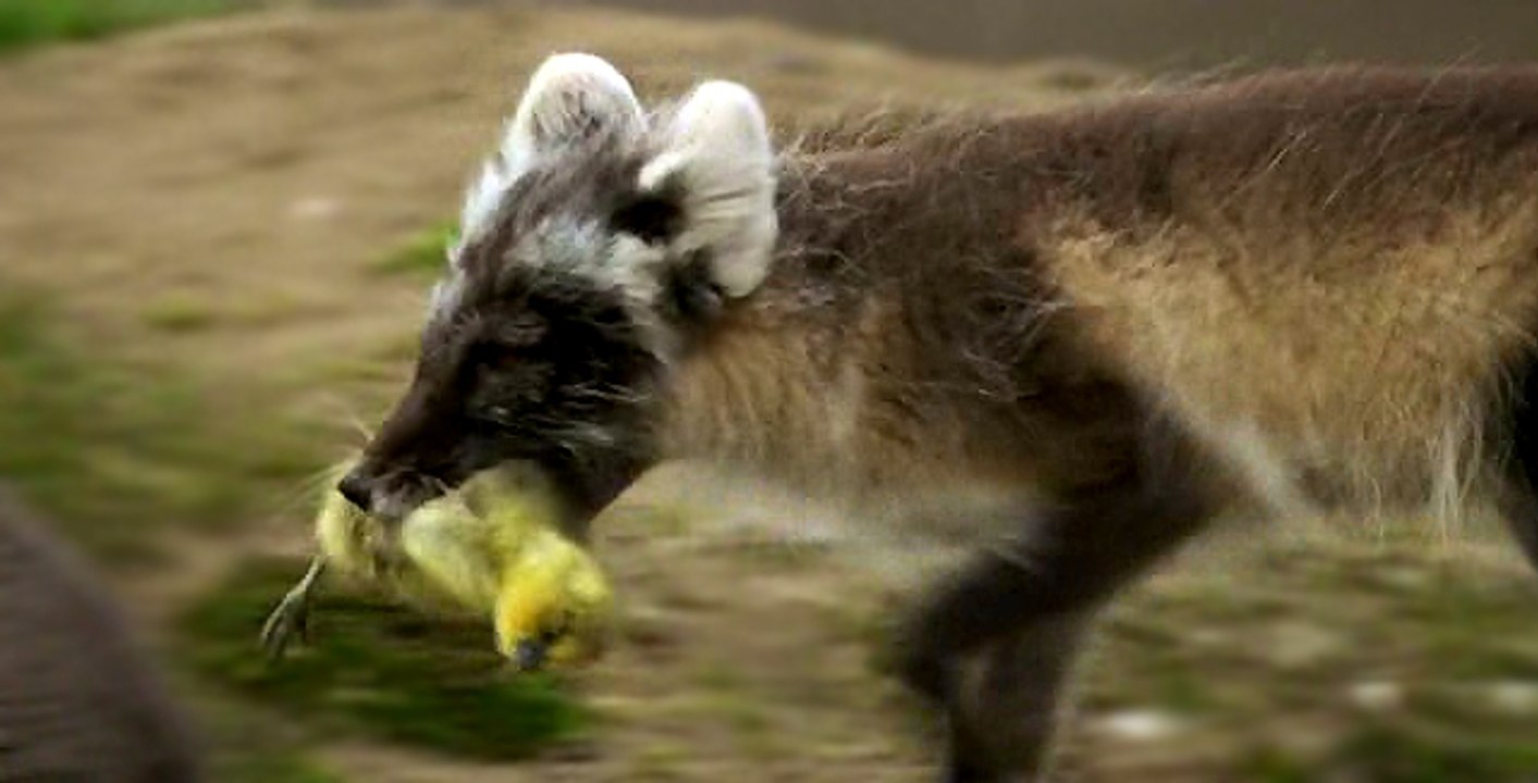 Kutup Tilkisinin Kaz Yavrusu Avı