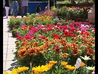 Έκθεση ανθοκομίας στη Λαμία