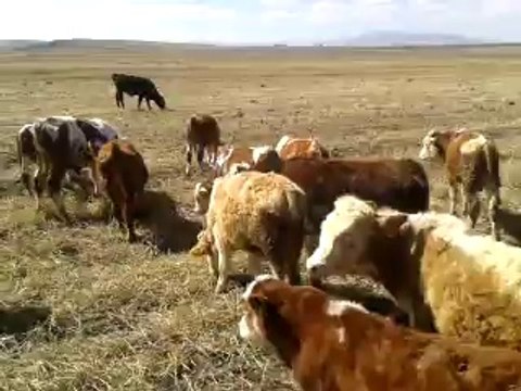 Kars Hayvan Pazarı - Satılık - Simental - Montofon Danalar