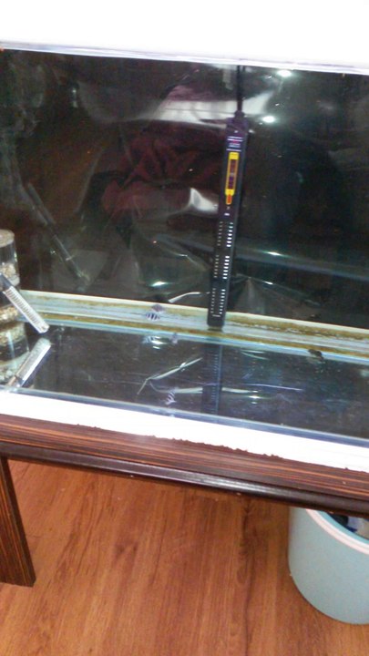 frontosa blue zaire moba 2.5  3 cm