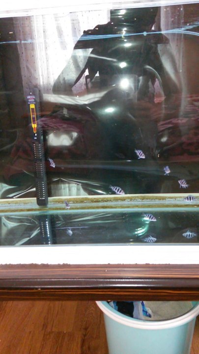 Frontosa Blue Zaire Moba 2.5 3 cm