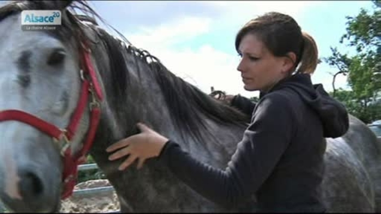 La journée du bien-être du cheval