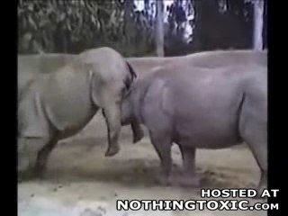 quand les animaux s'en mêles