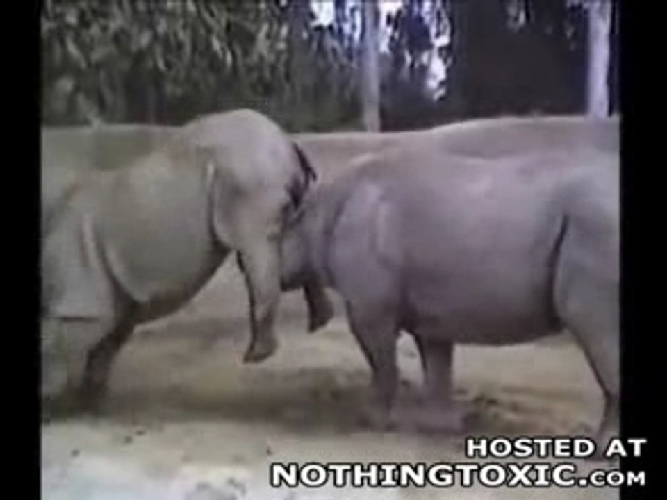 quand les animaux s'en mêles