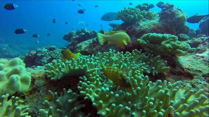 Plongée La réunion Saint Leu mai 2014